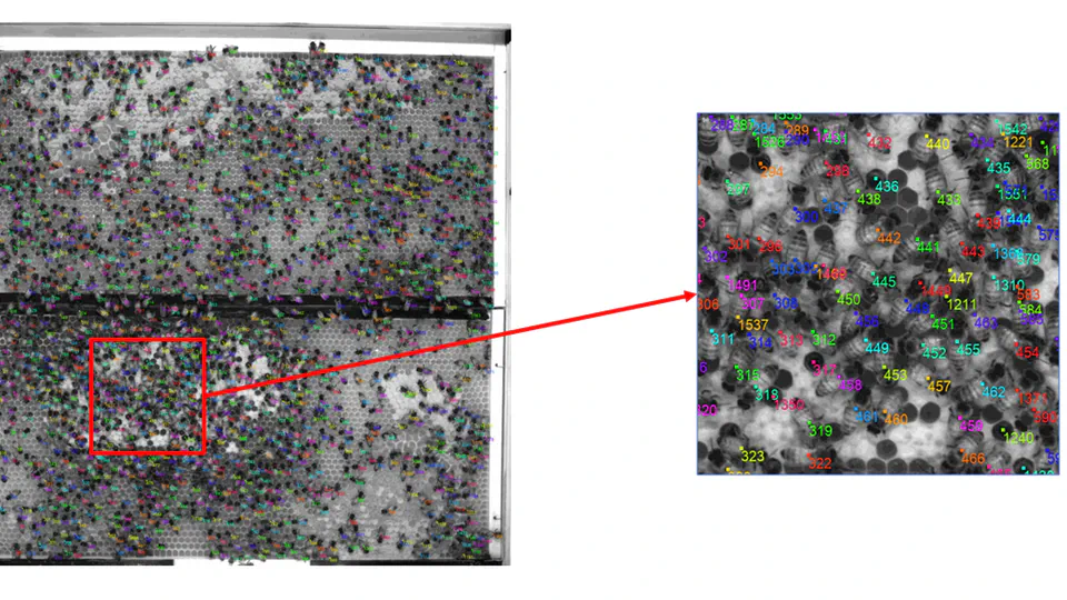 Bee detection and tracking