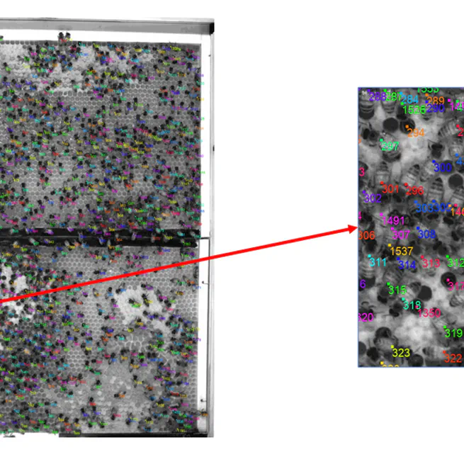 Bee detection and tracking