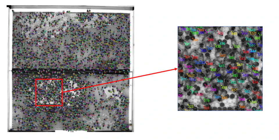 Bee detection and tracking